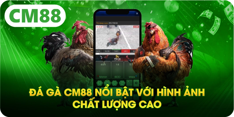 Đá gà CM88 nổi bật với hình ảnh chất lượng cao