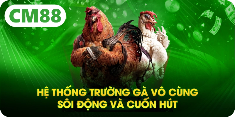 Hệ thống trường gà vô cùng sôi động và cuốn hút 